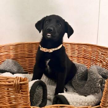 Cool Ranch -  Shepherd Dog for Adoption in Belleville, Illinois - Cool Ranch | PetCurious