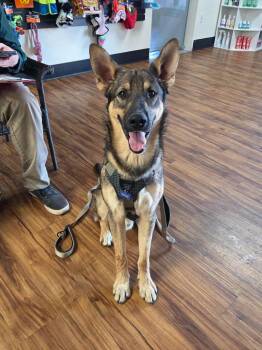 Elend -  German Shepherd Dog Dog for Adoption in Mesa, Arizona - Elend | PetCurious