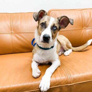Mixed Breed Dogs Available for Adoption in Parker, Colorado - 614 (2026) Tulip | PetCurious