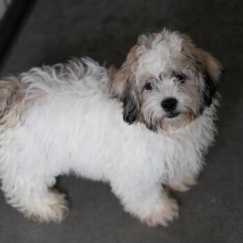 Tucker (AG26-183) -  Shih Tzu and Bichon Frise Dog for Adoption in Peyton, Colorado - Tucker (AG26-183) | PetCurious