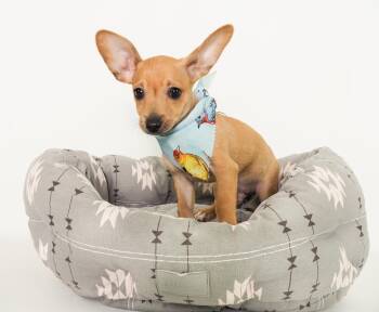 Finch -  Chihuahua Dog for Adoption in Phoenix, Arizona - Finch | PetCurious