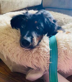 Cocoa -  Shepherd Dog for Adoption in Roxbury Township, New Jersey - Cocoa | PetCurious