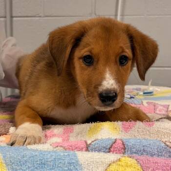 Toasty -  Mixed Breed Dog for Adoption in Greenville, South Carolina - Toasty | PetCurious