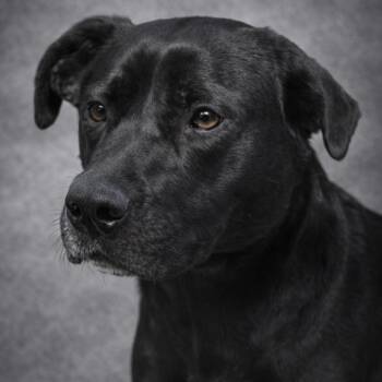 Mixed Breed Dogs Available for Adoption in Donalsonville, Georgia - Rita | PetCurious