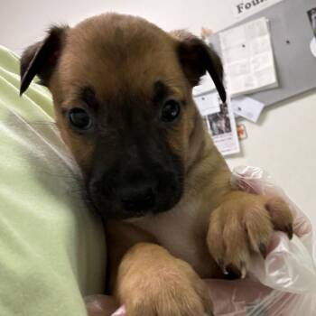 Mixed Breed Dogs Available for Adoption - Macaron | PetCurious