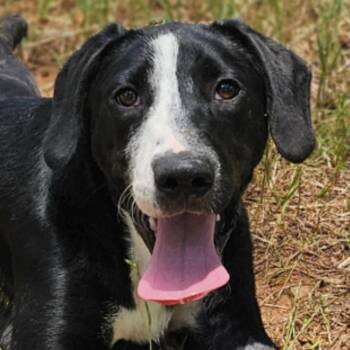 Yappy -  Labrador Retriever and Bull Terrier Dog for Adoption in Cedarburg, Wisconsin - Yappy | PetCurious