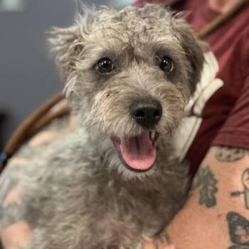 Georgie -  Poodle and Mixed Breed Dog for Adoption in San Francisco, California - Georgie | PetCurious