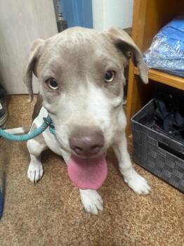 Labrador Retriever and Mixed Breed Dogs Available for Adoption - Zoe | PetCurious