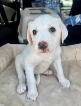 Ducky -  Labrador Retriever and Mixed Breed Dog for Adoption in Los Angeles, California - Ducky | PetCurious
