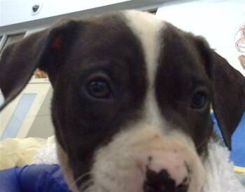 Mixed Breed Dogs Available for Adoption in Dallas, Texas - ZURI | PetCurious