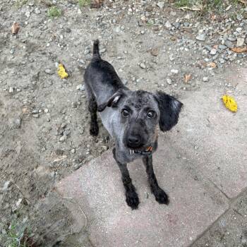 Roxanne -  Schnoodle Dog for Adoption in Perry, Georgia - Roxanne | PetCurious