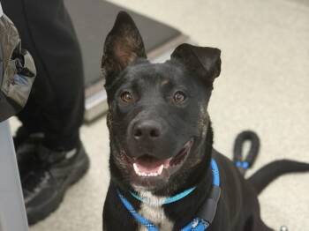 LOCA -  Pit Bull Terrier and Mixed Breed Dog for Adoption in Loveland, Colorado - LOCA | PetCurious