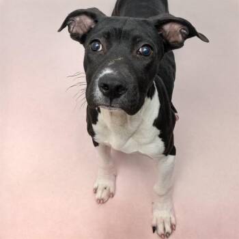OREO -  Pit Bull Terrier and Mixed Breed Dog for Adoption in St. Louis, Missouri - OREO | PetCurious