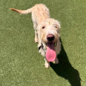 Scuba Steve -  Labrador Retriever and Poodle Dog for Adoption in Parkersburg, West Virginia - Scuba Steve | PetCurious