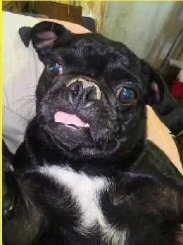 Bundle $600 -  Pug Dog for Adoption in West Milwaukee, Wisconsin - Bundle $600 | PetCurious
