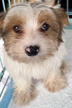 Cocoberry Yorkie Hypoallergenic -  Yorkshire Terrier Dog for Adoption in Boca Raton, Florida - Cocoberry Yorkie Hypoallergenic | PetCurious
