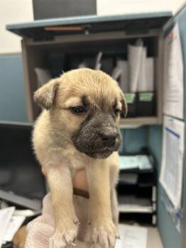 Black Mouth Cur and Mixed Breed Dogs Available for Adoption - BLOSSOM | PetCurious