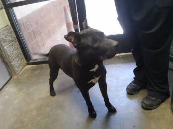 TITAN -  Pit Bull Terrier and Mixed Breed Dog for Adoption in Tulsa, Oklahoma - TITAN | PetCurious