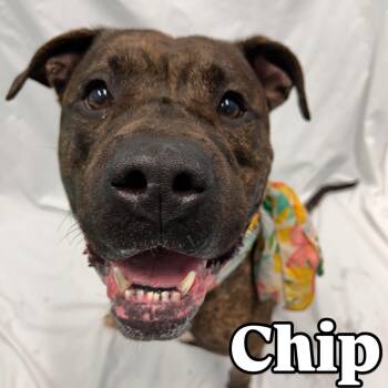 Rescue Pit Bull Terrier Dogs for Adoption in Central Islip, New York - Chip Tag #499 | PetCurious