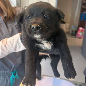Mixed Breed Dogs Available for Adoption - Marker | PetCurious