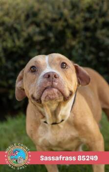 Sassafrass -  English Bulldog Dog for Adoption in Mobile, Alabama - Sassafrass | PetCurious
