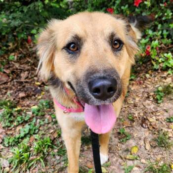 Shepherd Dogs Available for Adoption in Falls Church, Virginia - Molly | PetCurious