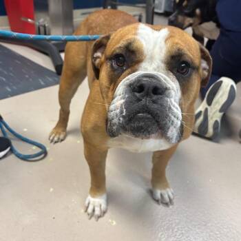 Mixed Breed Dogs Available for Adoption in Vineland, New Jersey - Marmalade | PetCurious