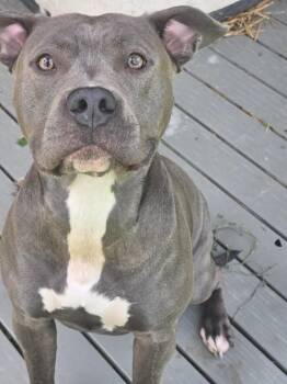 Nellie -  Pit Bull Terrier Dog for Adoption in Greencastle, Indiana - Nellie | PetCurious