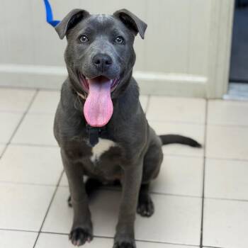Pit Bull Terrier and Labrador Retriever Dogs Available for Adoption - Zoomie | PetCurious