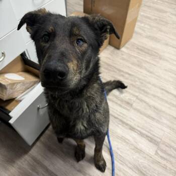Shepherd Dogs Available for Adoption - Myles | PetCurious