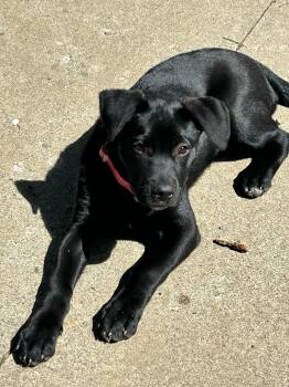 Black Labrador Retriever Dogs Available for Adoption in Toronto, Ontario - Raya | PetCurious