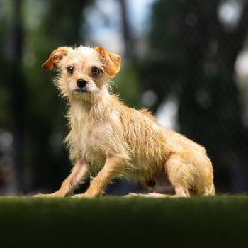 Zeus -  Cairn Terrier and Mixed Breed Dog for Adoption in Jupiter, Florida - Zeus | PetCurious