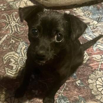 Dean -  Chihuahua Dog for Adoption in Minneapolis, Minnesota - Dean | PetCurious