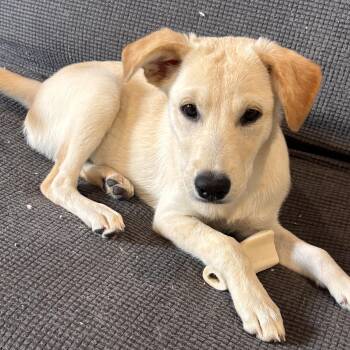 Bosco -  Shepherd and Mixed Breed Dog for Adoption in Marengo, Illinois - Bosco | PetCurious