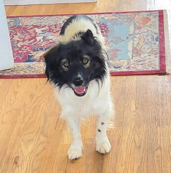 G. W. (Panda) -  Australian Shepherd Dog for Adoption in Parker, Colorado - G. W. (Panda) | PetCurious