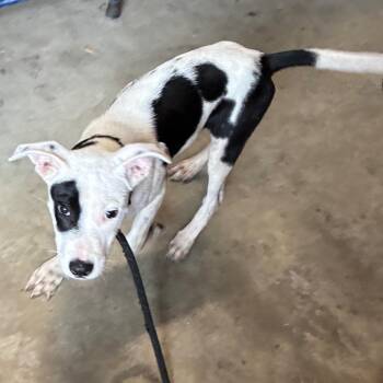 Spot -  Terrier and Mixed Breed Dog for Adoption in Montgomery, Alabama - Spot | PetCurious