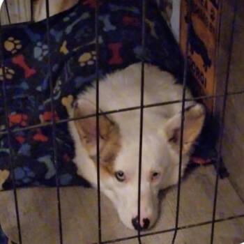 Astro -  Cardigan Welsh Corgi Dog for Adoption in Baton Rouge, Louisiana - Astro | PetCurious