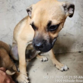 Rescue Labrador Retriever Dogs for Adoption in Bedford Park, Illinois - Ichabod | PetCurious