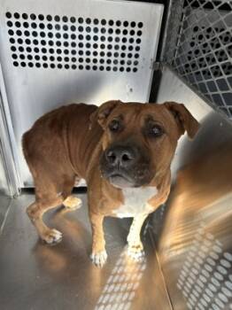 Rescue Pit Bull Terrier and Mixed Breed Dogs for Adoption in Fort Worth, Texas - 59656628 | PetCurious