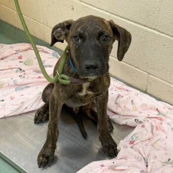 Green Bean -  Mixed Breed Dog for Adoption in Memphis, Tennessee - Green Bean | PetCurious