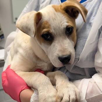 Retriever Dogs Available for Adoption in Greenville, South Carolina - Salami | PetCurious