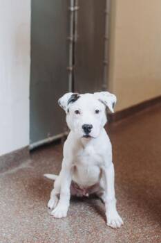 93311a Ray Ray -  American Staffordshire Terrier and Mixed Breed Dog for Adoption in North Charleston, South Carolina - 93311a Ray Ray | PetCurious