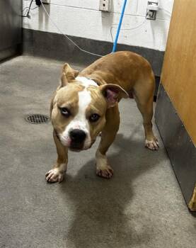 BEN -  Pit Bull Terrier Dog for Adoption - BEN | PetCurious