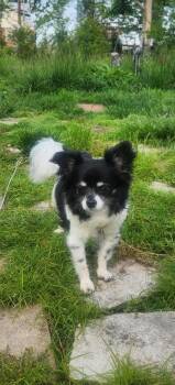 Chihuahua Dogs Available for Adoption - Jinnie | PetCurious