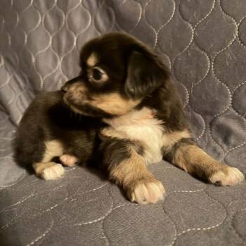 Peach -  Chihuahua and Dachshund Dog for Adoption in Normal, Illinois - Peach | PetCurious