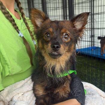 Chihuahua Dogs Available for Adoption in Tampa, Florida - Scout | PetCurious