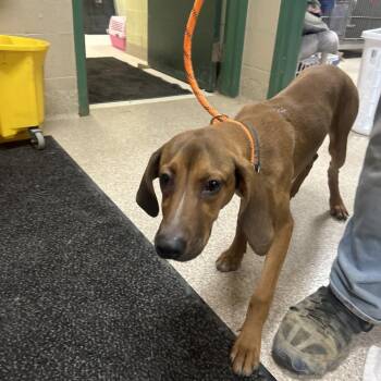 Cupcake -  Hound Dog for Adoption in Lewisburg, West Virginia - Cupcake | PetCurious