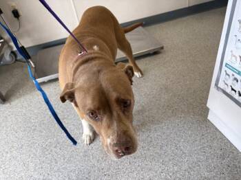 Pit Bull Terrier Dogs Available for Adoption in Visalia, California - A253175 | PetCurious