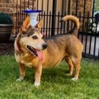 PK -  Mixed Breed Dog for Adoption in Weatherford, Texas - PK | PetCurious
