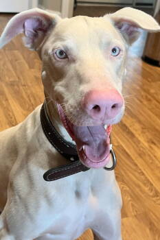 Rescue Doberman Pinscher Dogs for Adoption in Oakland Park, Florida - Cash 3351 | PetCurious